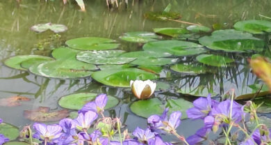 reiki I en 2 individueel